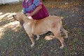 Matriz - Fila Brasileiro Dourado - Canil Singular - Dague